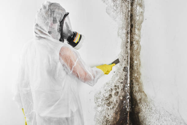 Best Mold Testing  in Browns Point, WA