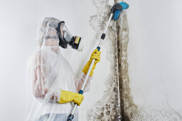 Trusted Browns Point, WA Mold Removal Experts