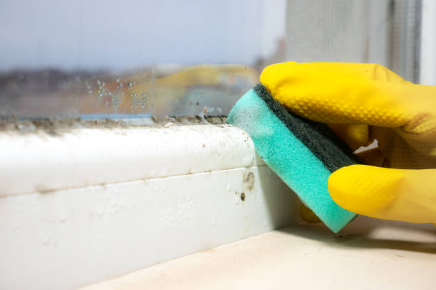 Best Local Mold Removal Service  in Browns Point, WA