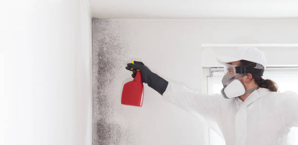 Best Mold Removal and Inspection  in Browns Point, WA