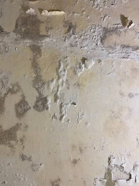 Best Best Mold Removal Companies  in Browns Point, WA