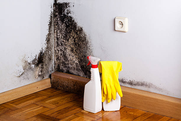 Best Mold Removal Company Near Me  in Browns Point, WA