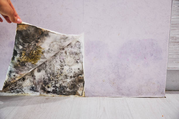 Best Professional Mold Removal  in Browns Point, WA